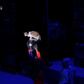 Театр кошек Юрия Куклачёва.